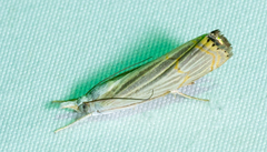 Parapediasia decorellus