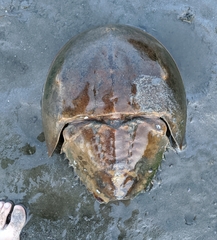 Limulus polyphemus