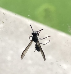 Polybia plebeja