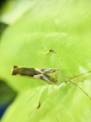 Lycambes