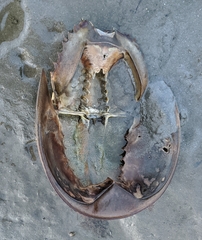 Limulus polyphemus