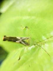 Lycambes