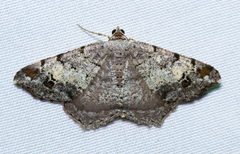 Macaria granitata