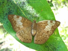 Euthalia aconthea