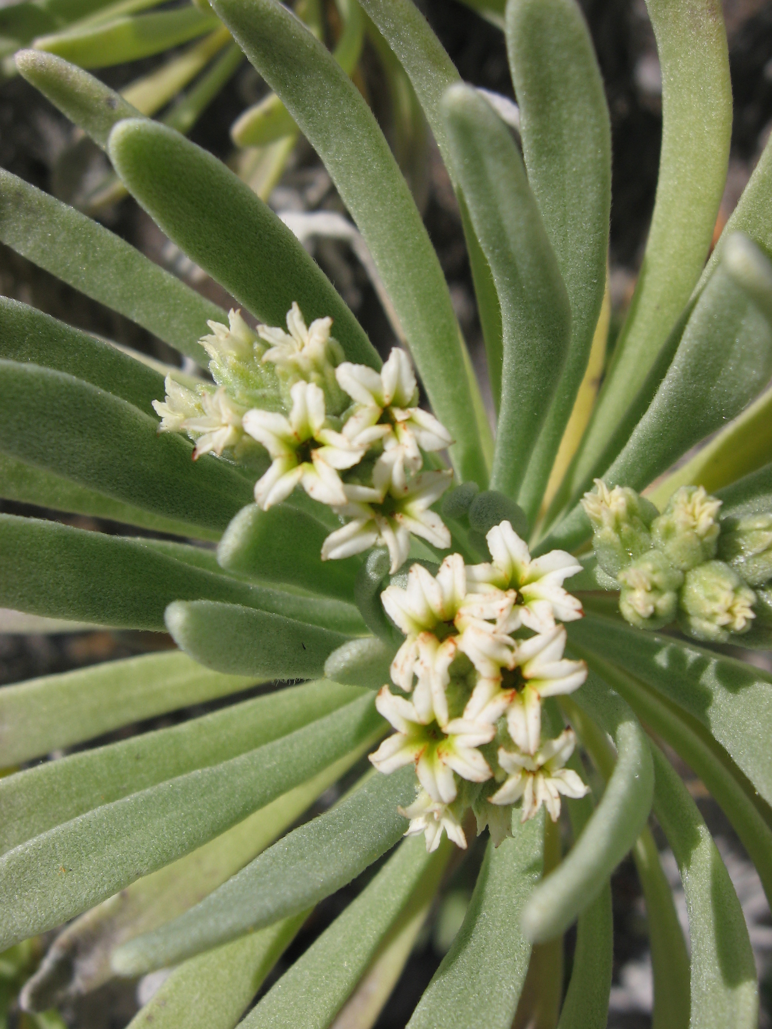 Tournefortia gnaphalodes