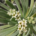 Tournefortia gnaphalodes - Photo (c) Jenny Evans，保留部份權利CC BY-NC