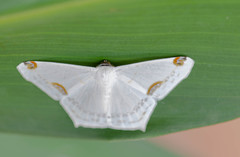 Sericoptera