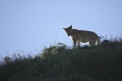 Canis lupus filchneri