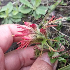 Castilleja moranensis