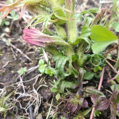 Castilleja moranensis