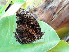 Elymnias casiphone casiphone