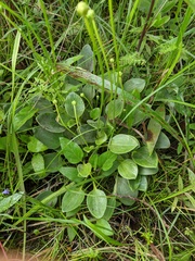 Parnassia glauca