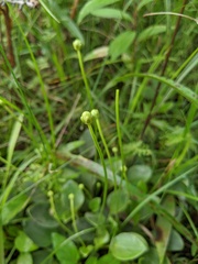 Parnassia glauca