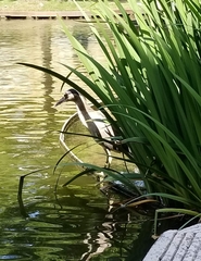 Nycticorax nycticorax