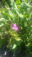 Epilobium ciliatum watsonii