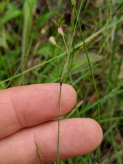 Sisyrinchium mucronatum