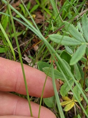 Sisyrinchium mucronatum