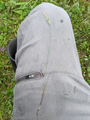 Sisyrinchium mucronatum