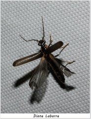 Dichelotarsus piniphilus