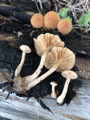 Tubaria romagnesiana