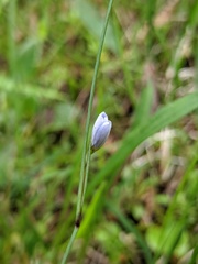 Sisyrinchium mucronatum