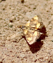 Pyrausta orphisalis