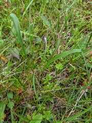 Sisyrinchium mucronatum