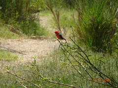 Pyrocephalus rubinus
