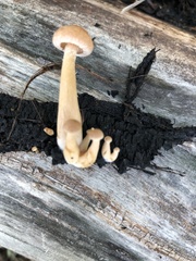 Tubaria romagnesiana