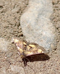 Pyrausta orphisalis