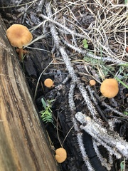 Tubaria romagnesiana