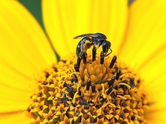 Lasioglossum pectorale