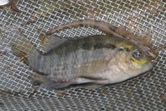 Cichlasoma boliviense