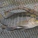 Bolivian Cichlid - Photo (c) Ramon and Suzanne Vargas, some rights reserved (CC BY-SA), uploaded by Ramon and Suzanne Vargas