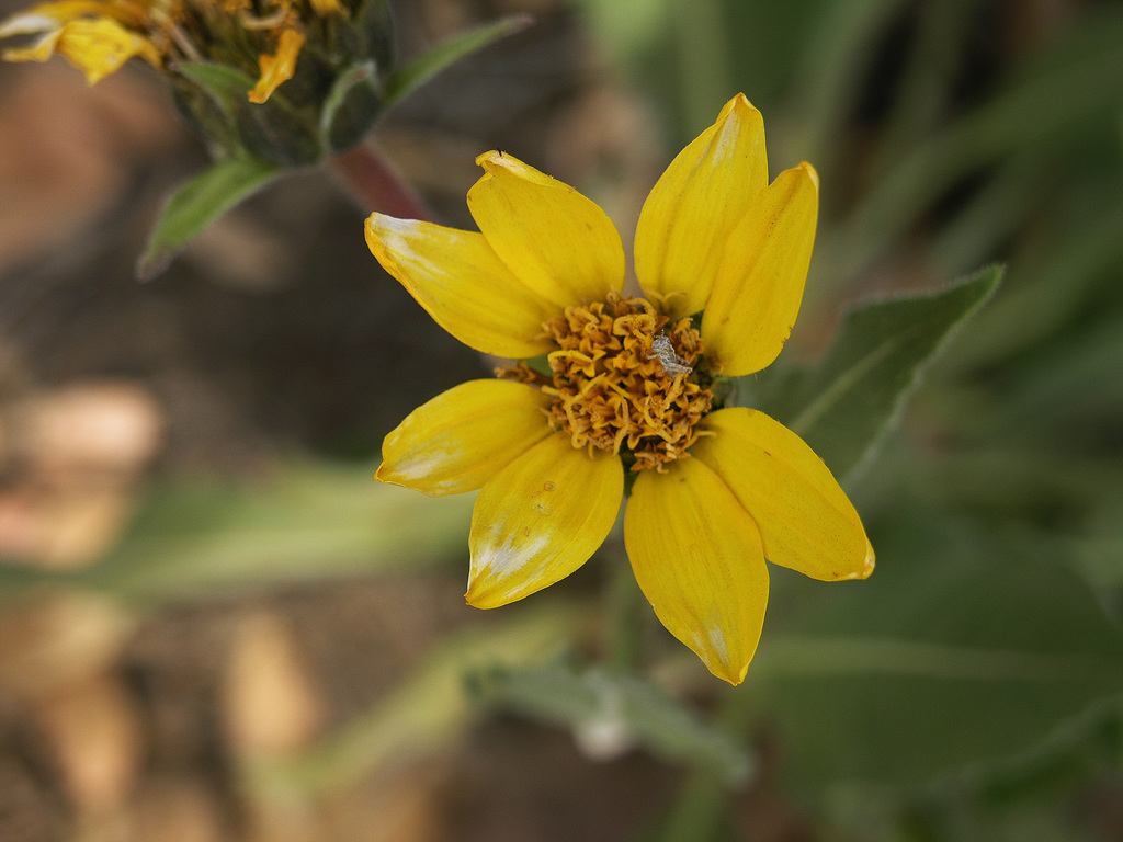 Arizona mule-ears