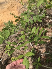 Wisteria floribunda