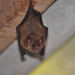 Pallas's Long-tongued Bat - Photo (c) Frederico Acaz Sonntag, some rights reserved (CC BY-NC), uploaded by Frederico Acaz Sonntag