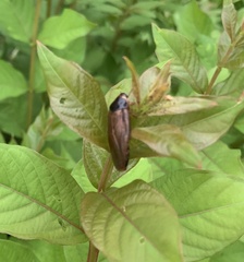 Pycnoscelus surinamensis