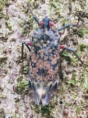 Enchophora sanguinea