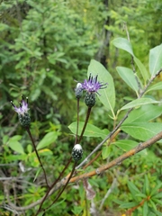 Saussurea angustifolia