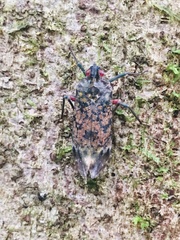 Enchophora sanguinea