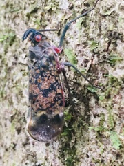 Enchophora sanguinea