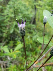 Saussurea angustifolia