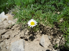 Matricaria
