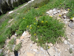 Matricaria