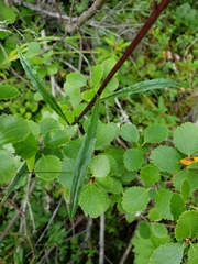 Saussurea angustifolia