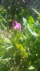 Epilobium ciliatum watsonii