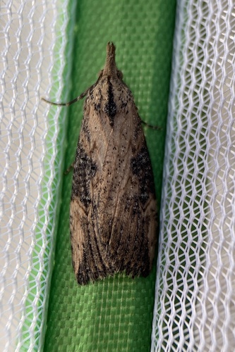 Hop Vine Snout photo 6