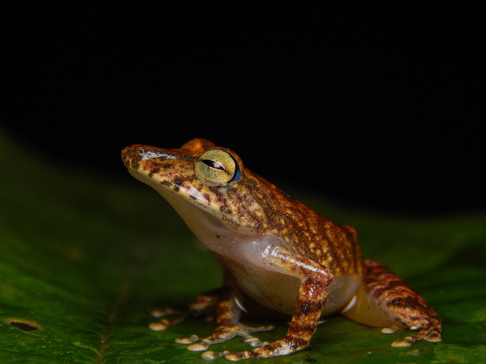 Pristimantis lemur · iNaturalist