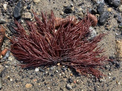 Sarcodiotheca